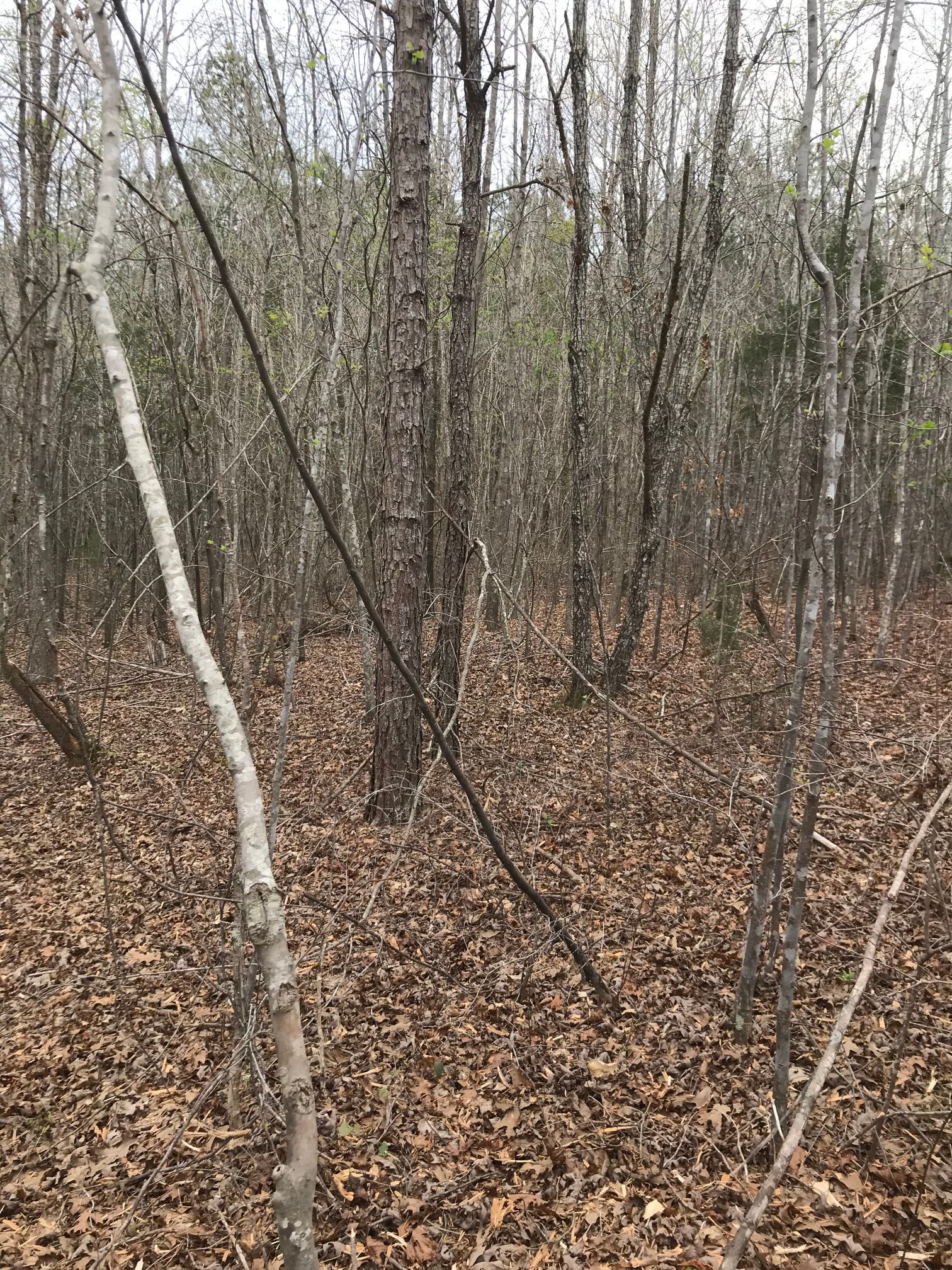 Forest scene with fallen leaves, bare trees, and muted colors.