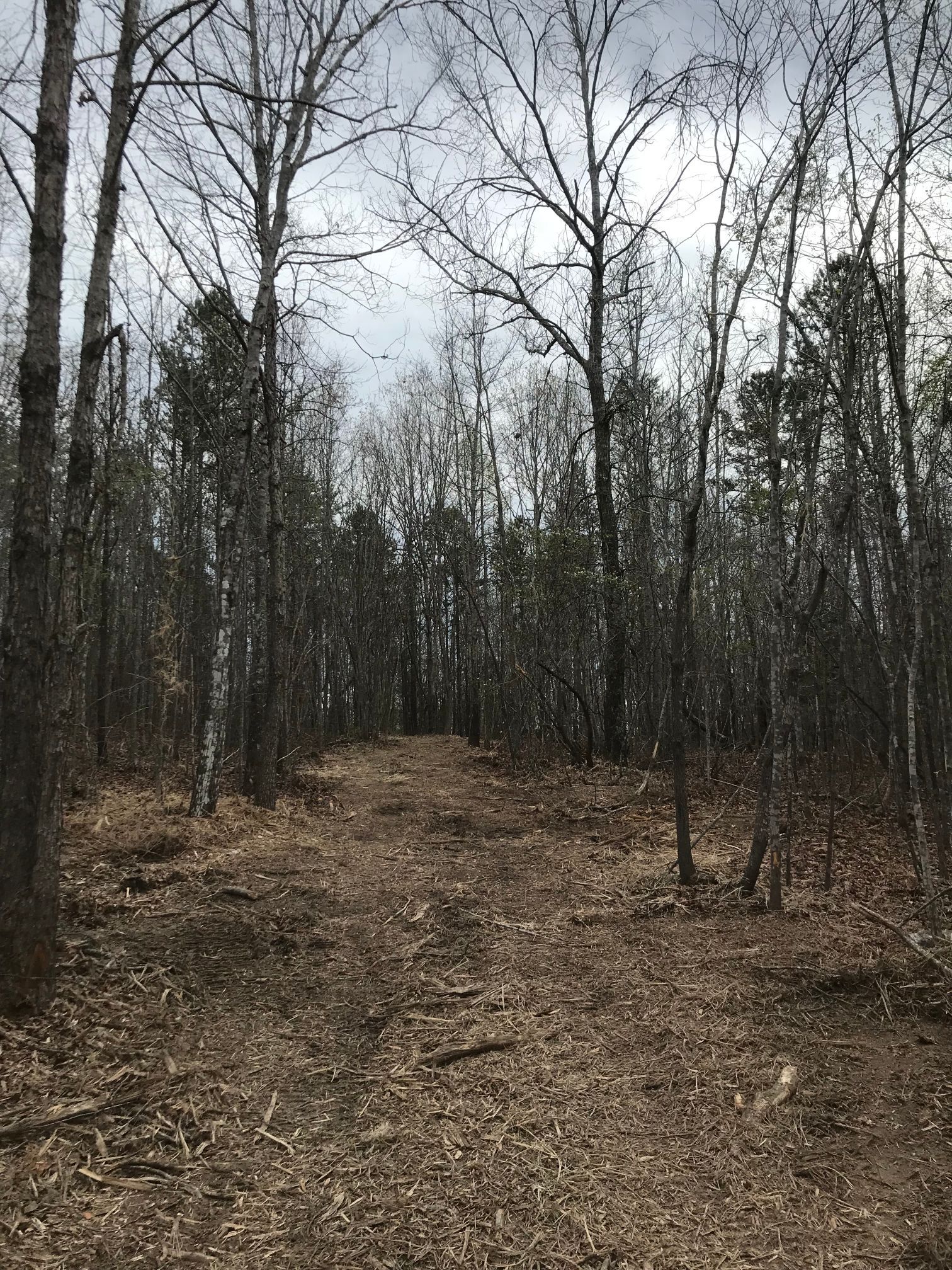 Dirt path through a forest, brown ground, bare trees, cloudy sky.