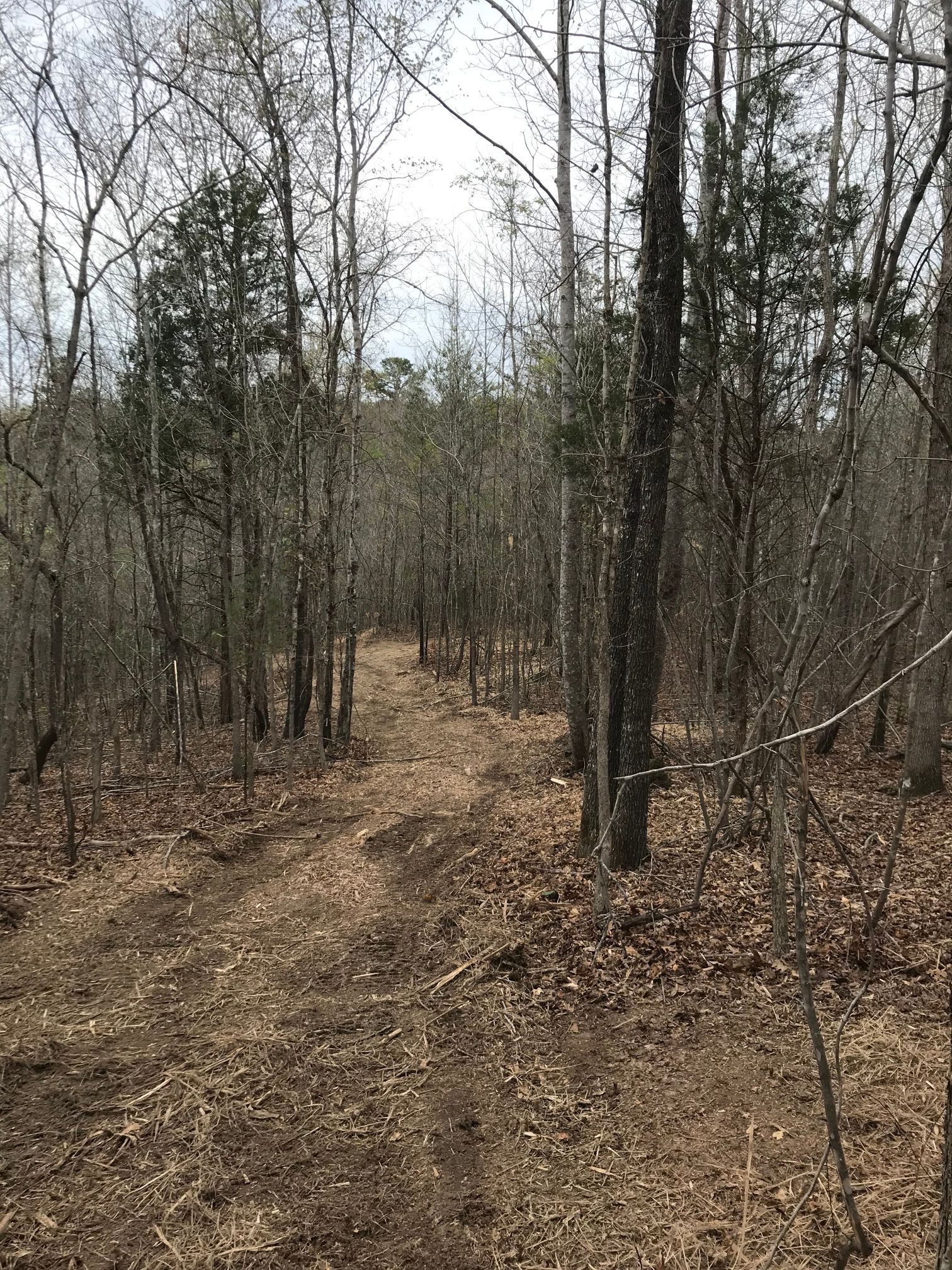 Dirt path winding through a forest with bare trees and brown leaves on the ground.
