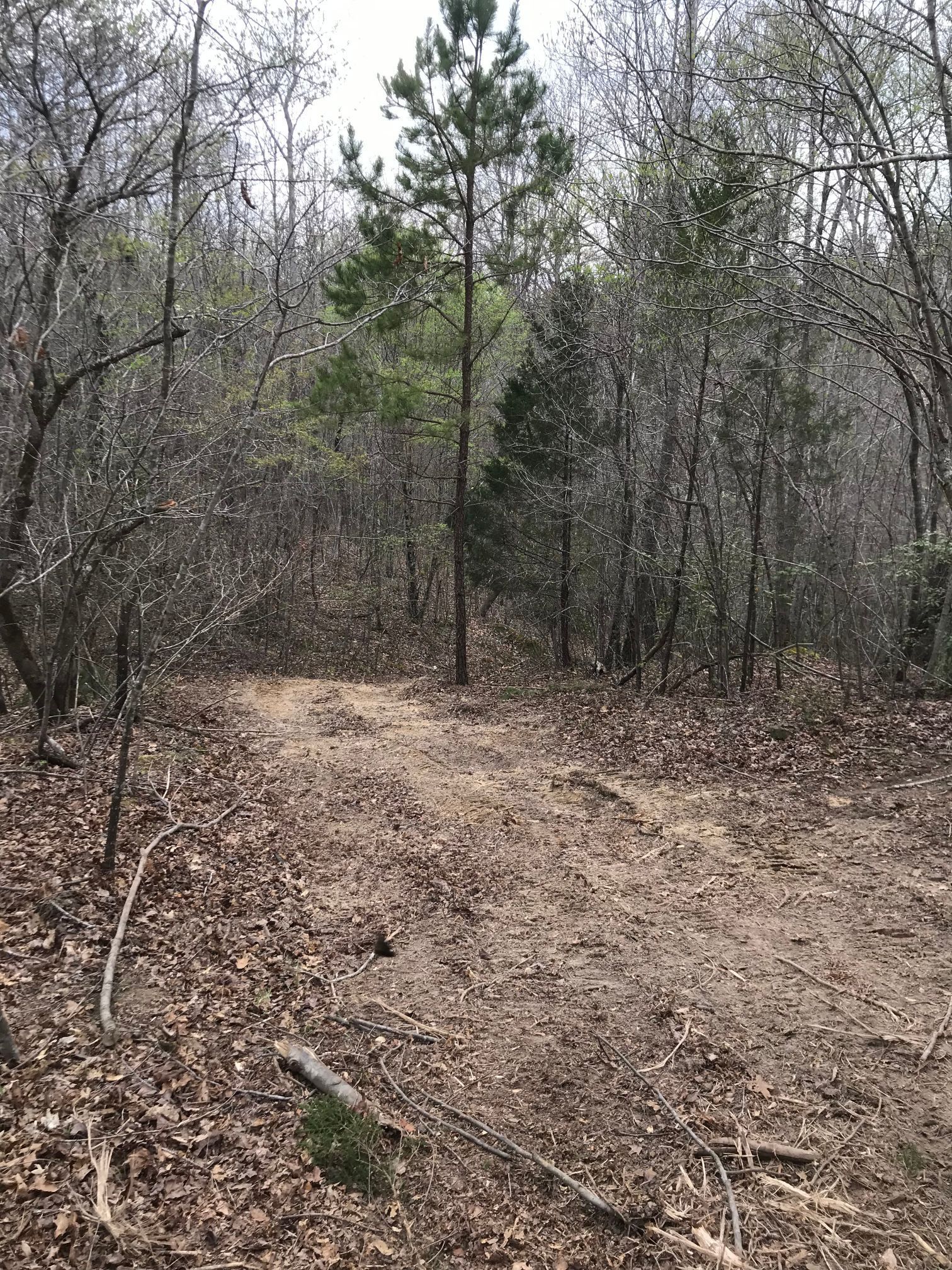 Dirt road in a forest clearing, surrounded by trees with brown leaves and a tall green pine.