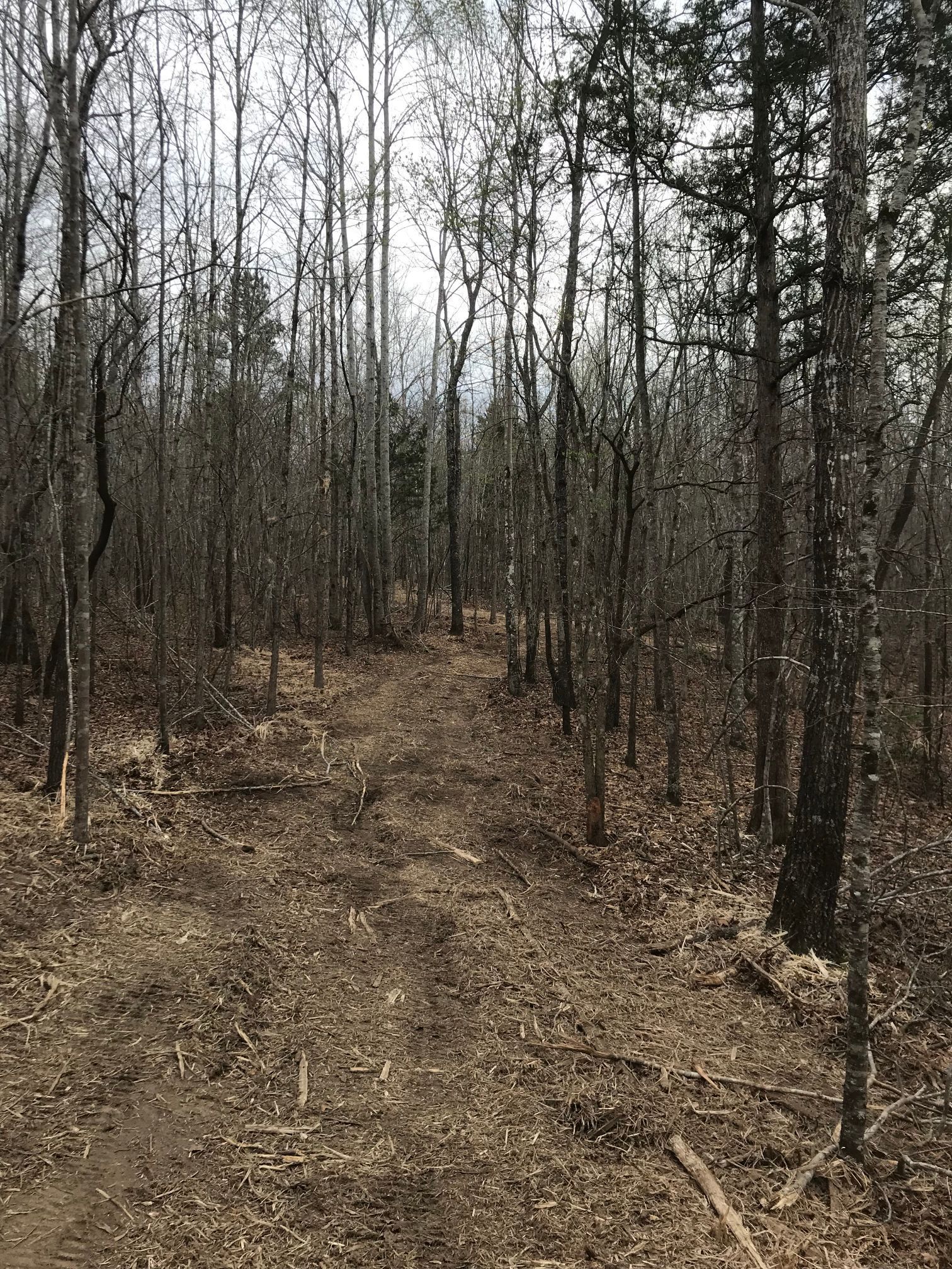 Dirt path through a bare forest, trees line both sides under a cloudy sky.