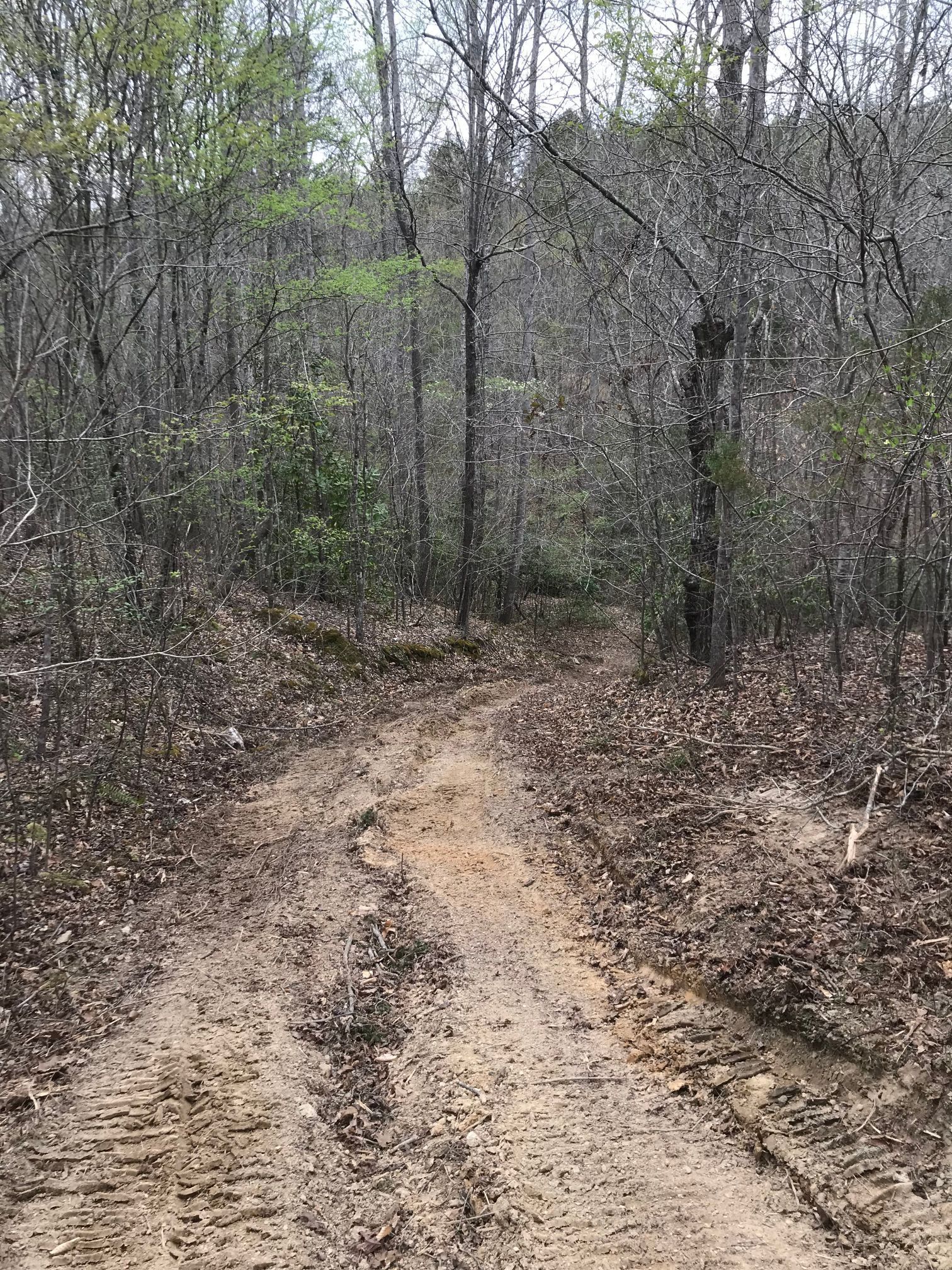 Dirt path through a forest, leading towards trees. Brown ground, gray trees, green foliage.