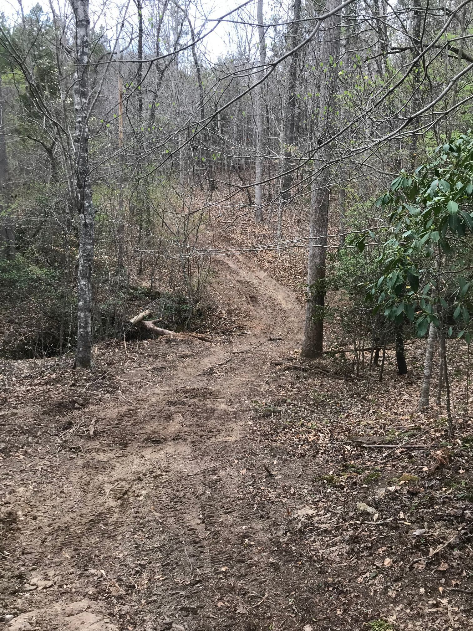 Dirt path through a forest, leading uphill. Trees line the sides, some with green leaves.