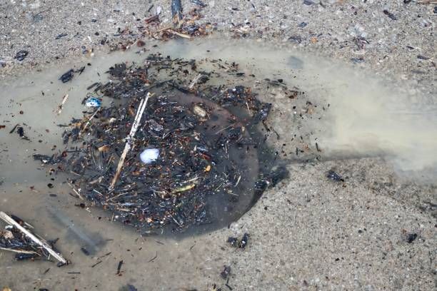 Puddle filled with debris around a round, dark object set into a concrete surface.