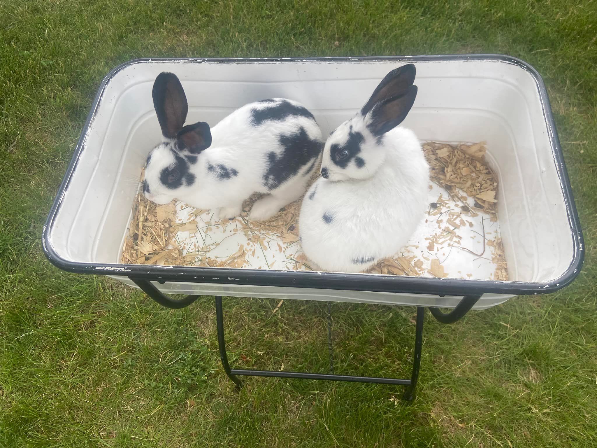Two black-and-white rabbits sitting in a metal tray outdoors on grass.