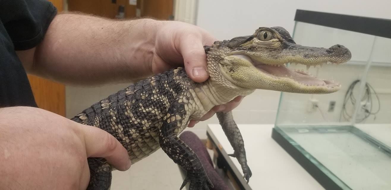 A person holding a small alligator with its mouth open in a glass display area