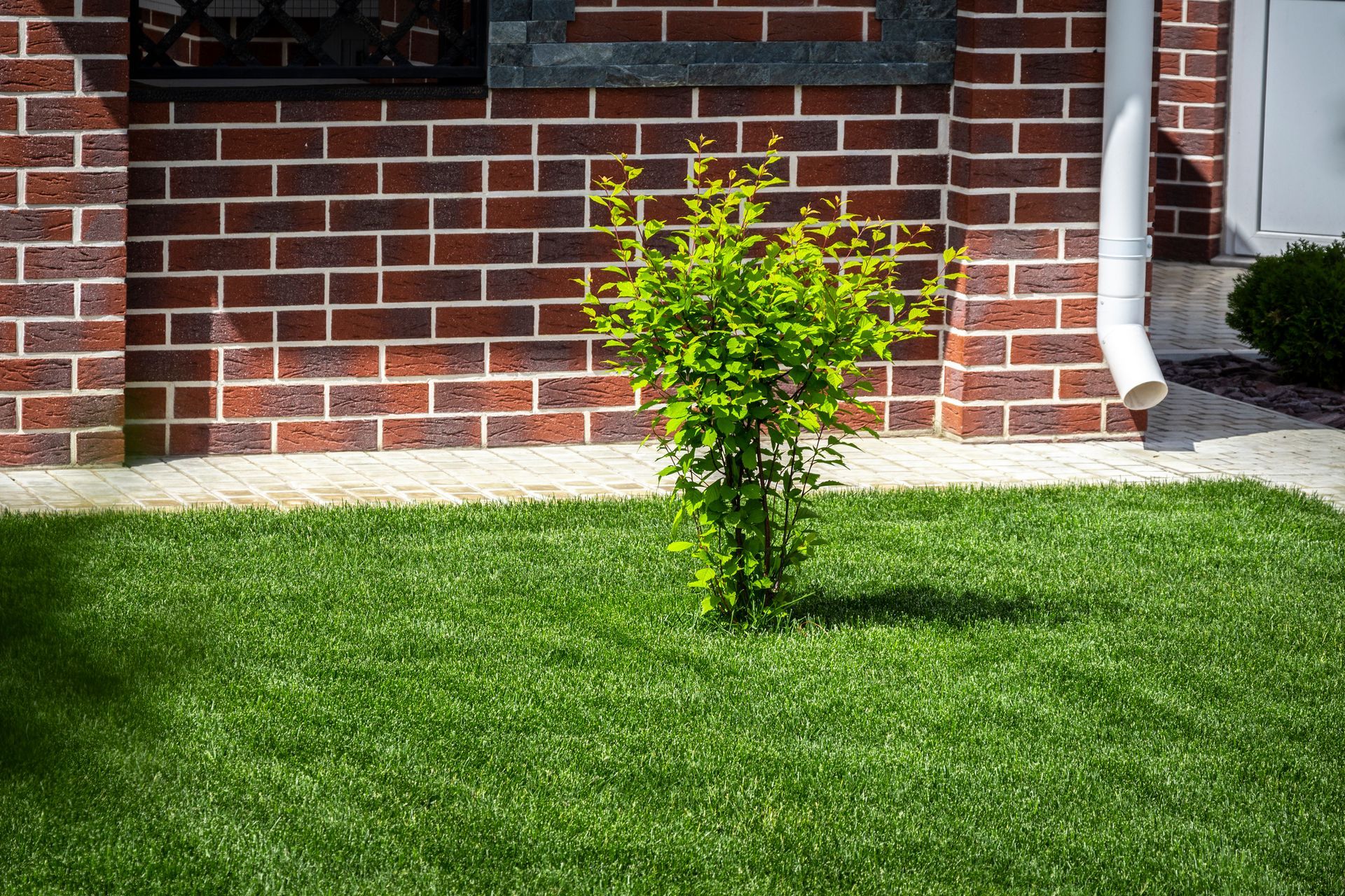 Evenly trimmed lawn in the backyard of a house.