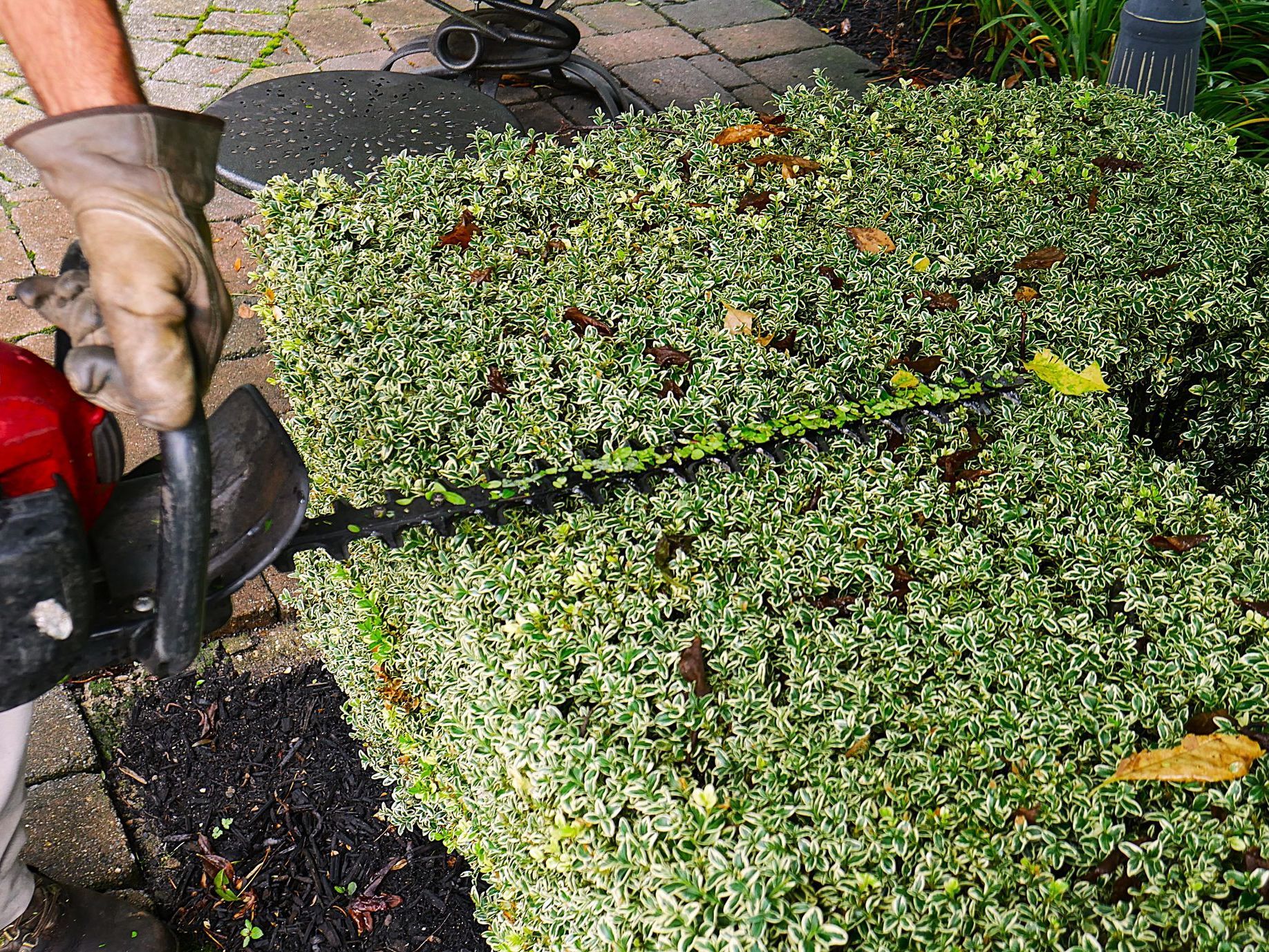 Trimming a Bush — Columbus, NJ — G & G Landscaping Construction, Inc.