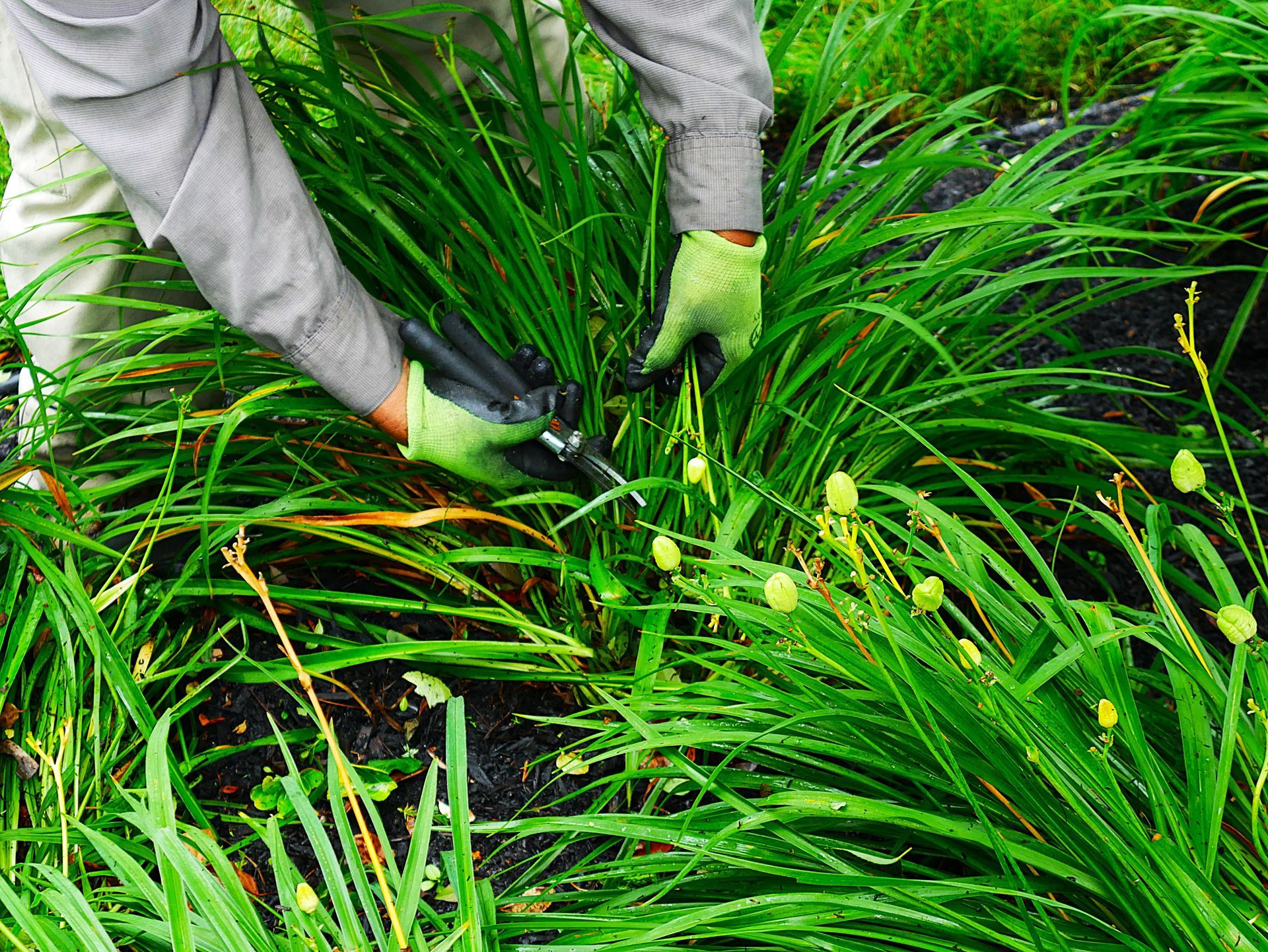 The Gardener is hand-selectively pruning— Columbus, NJ — G & G Landscaping Construction, Inc.