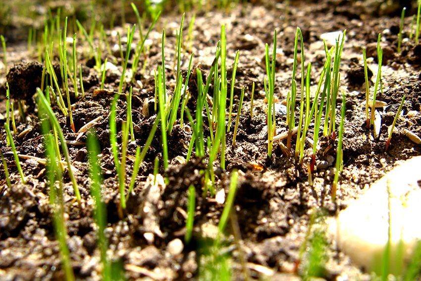 Bunch Of Green Grass — Columbus, NJ — G & G Landscaping Construction, Inc. Bunch Of Green Grass — Columbus, NJ — G & G Landscaping Construction, Inc.