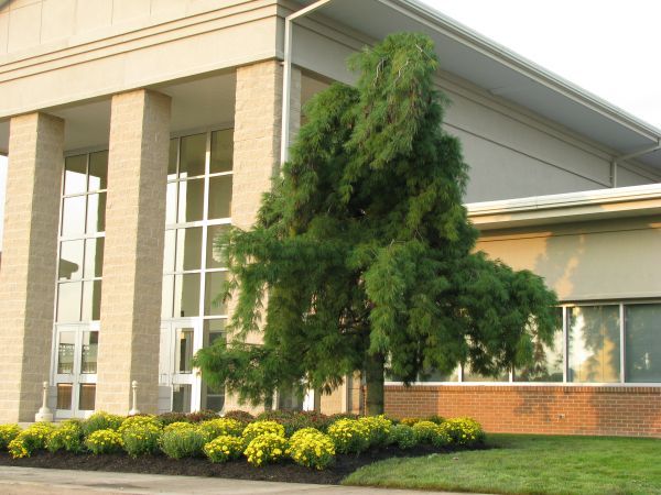 Large Building With A Tree — Columbus, NJ — G & G Landscaping Construction, Inc. Large Building With A Tree — Columbus, NJ — G & G Landscaping Construction, Inc.