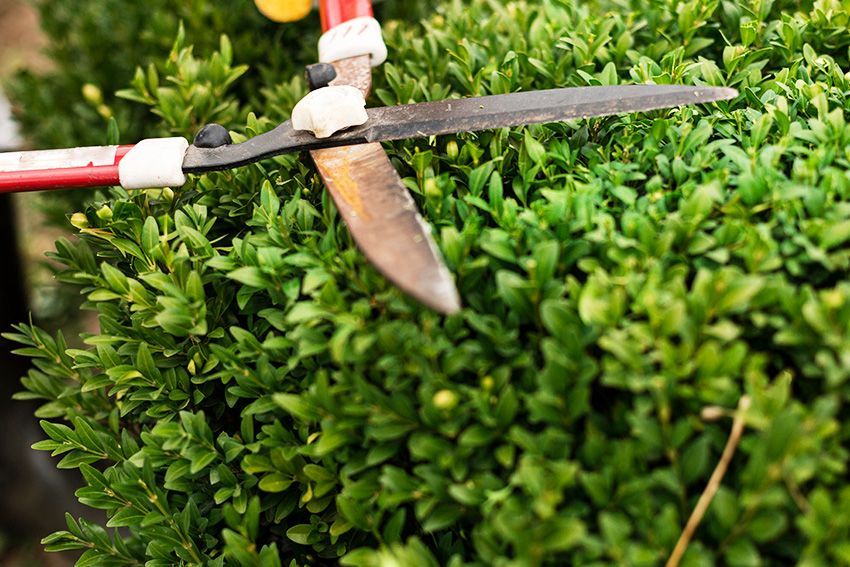 Cutting The Bush — Columbus, NJ — G & G Landscaping Construction, Inc. Cutting The Bush — Columbus, NJ — G & G Landscaping Construction, Inc.