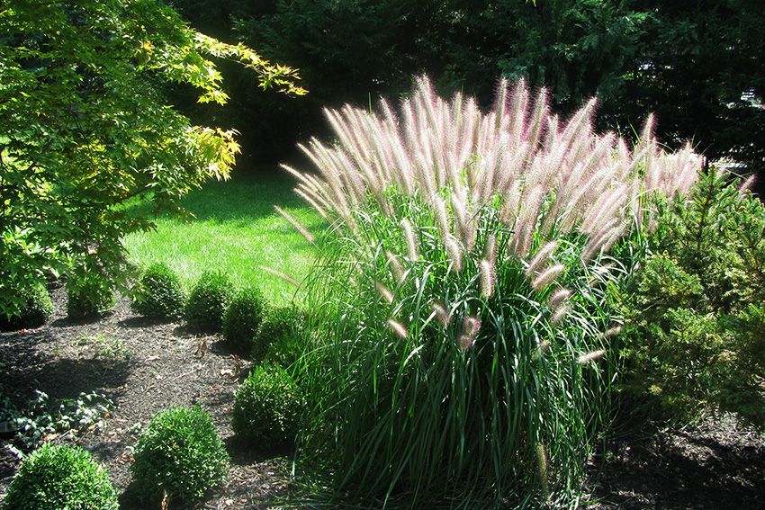 Purple Fountain Grass — Columbus, NJ — G & G Landscaping Construction, Inc.