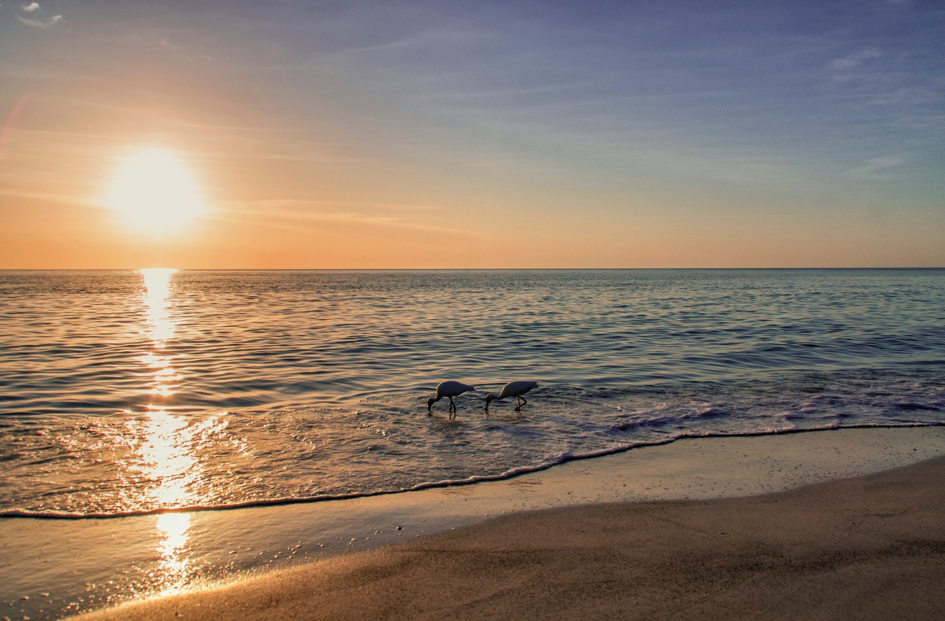 Sunset over a calm beach with gentle waves and two dogs running along the shoreline