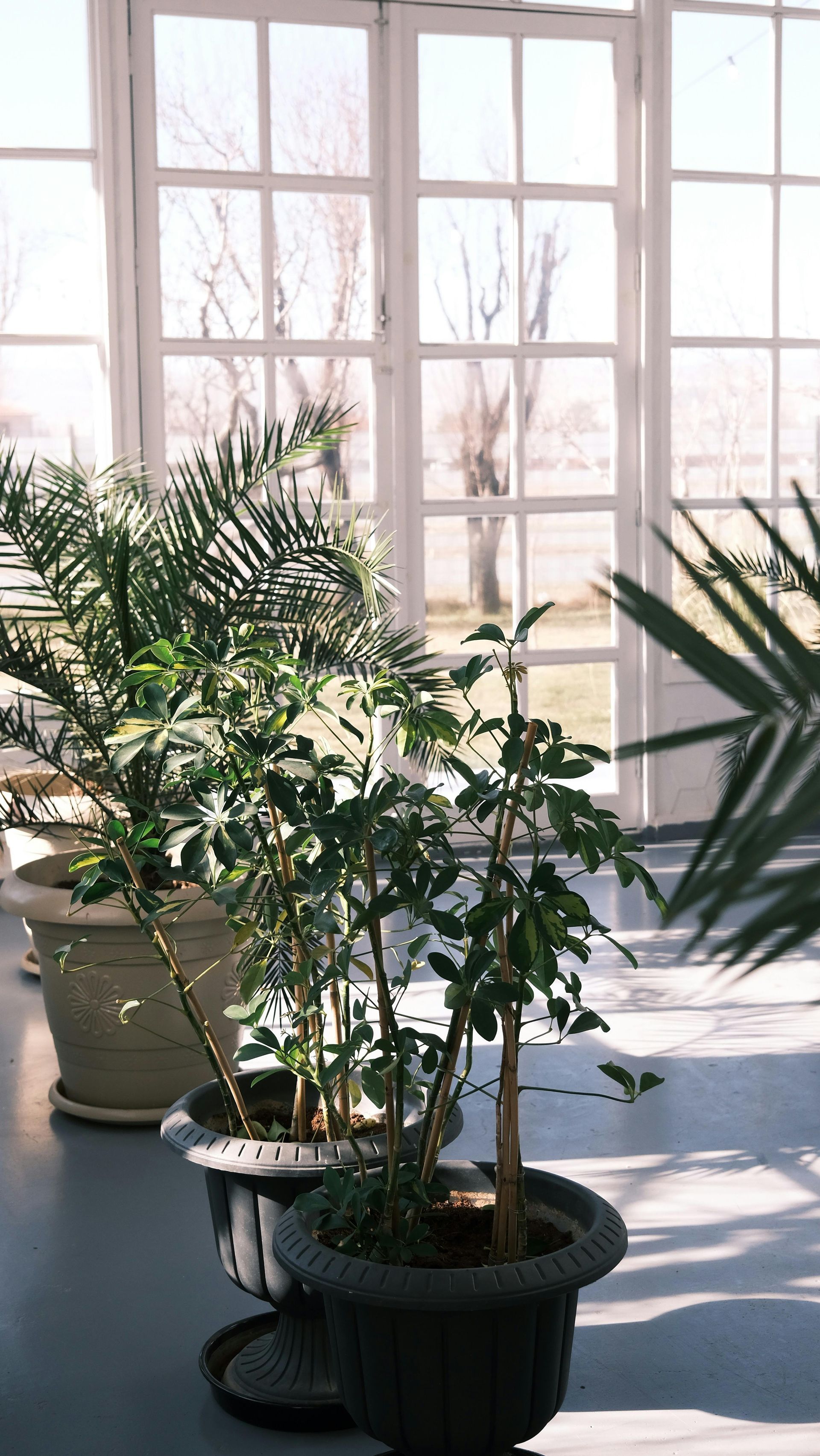 Potted houseplants on a sunlit floor in front of large windows