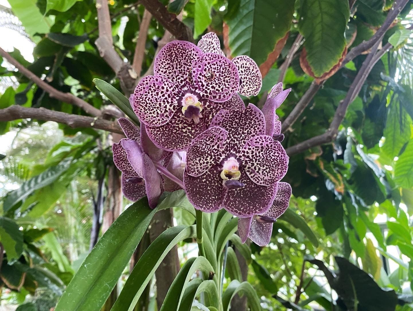 Image of a purple orchid with white spots from Lewis Ginter Botanical Gardens. Image captured by RETEX's Katelyn Lewis. 