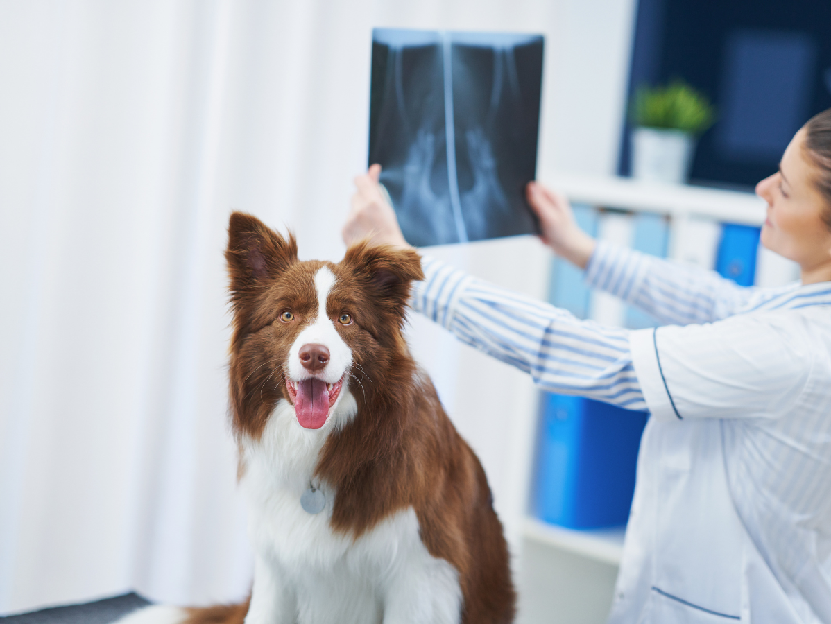 Veterinarian holding a dog X-ray while a brown-and-white dog sits in the foreground