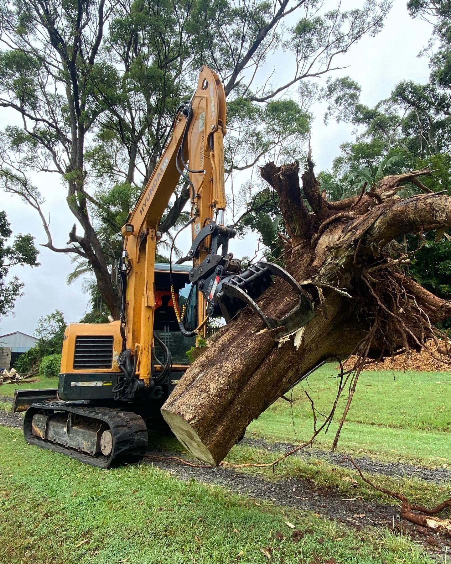 Tree Planting and Removal, Arboriculture Services| Corndale