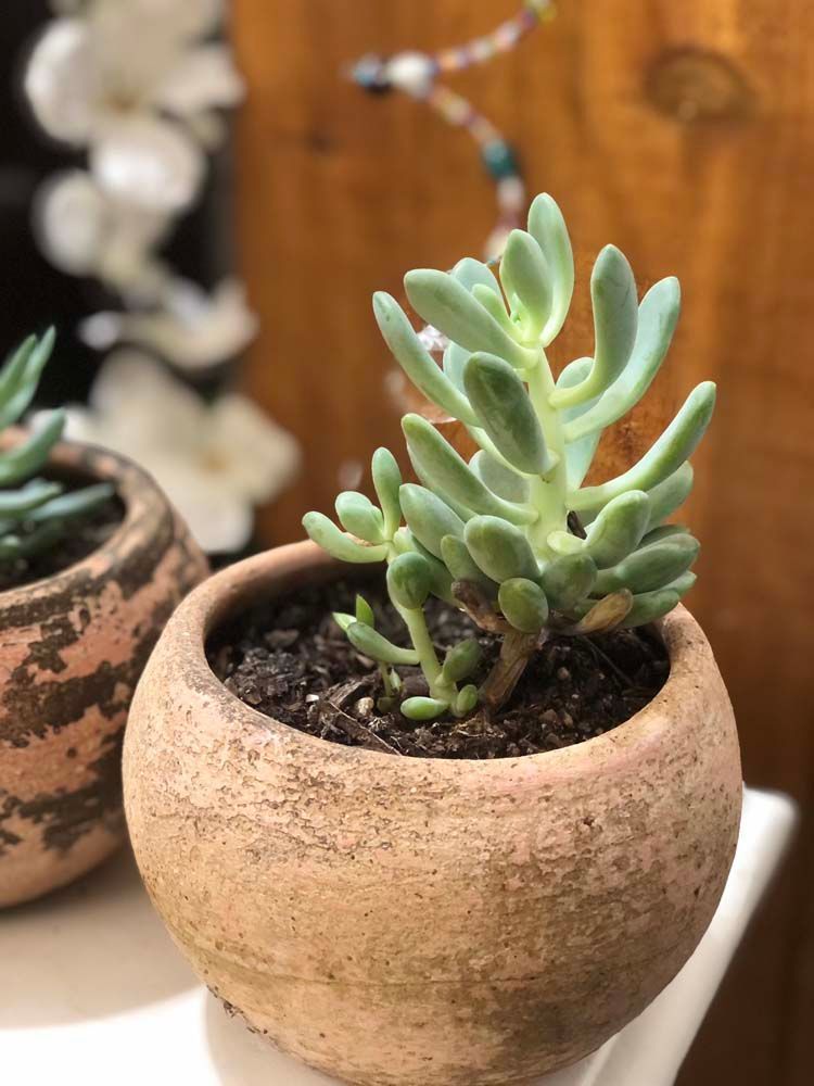 A small potted plant is sitting on a table.