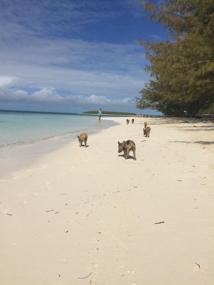 Beach pigs found on island in the Bahamas
