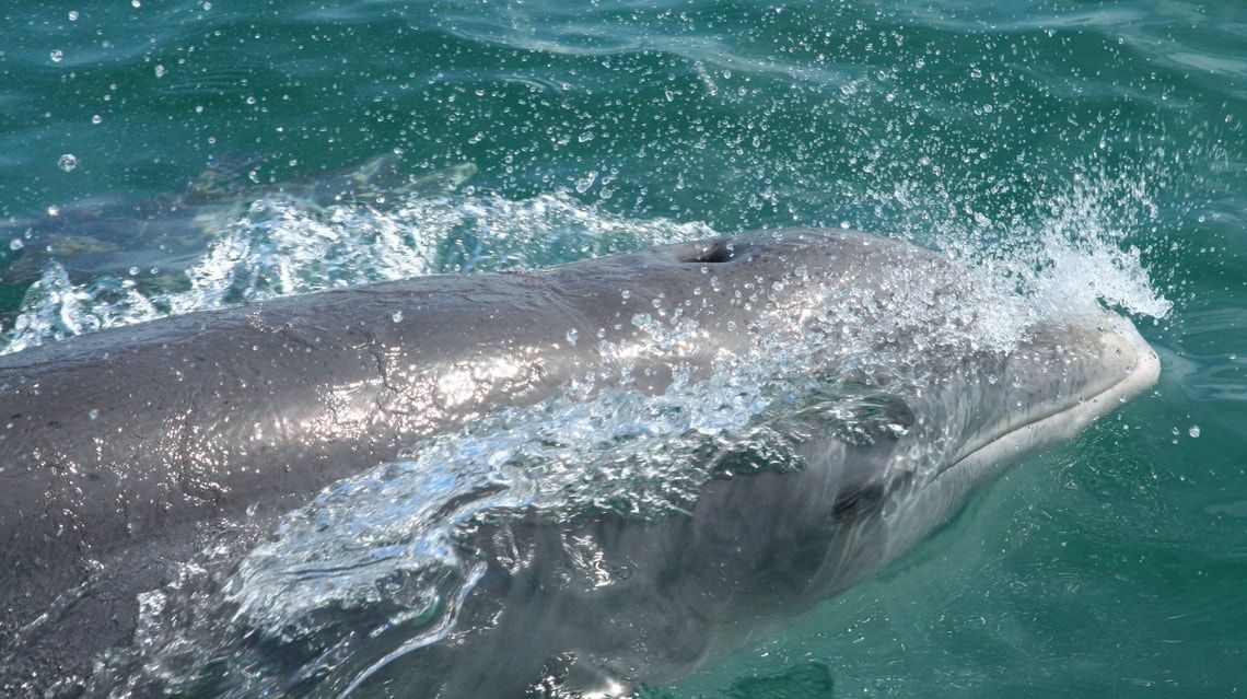 Dolphin of coast of Bahamas