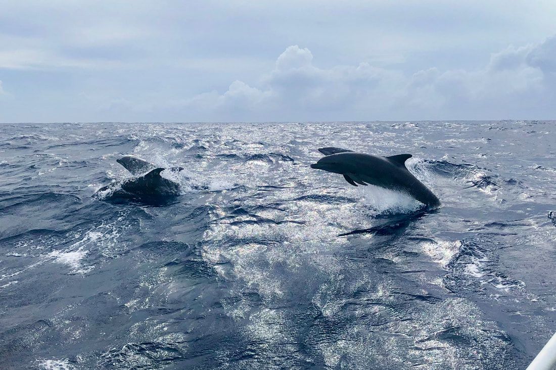 A pod of bottle nose dolphin we sailed along with