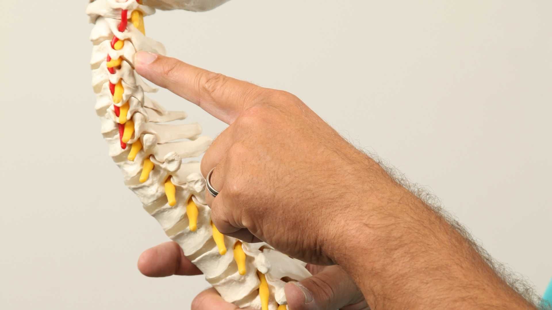 a person is pointing at a model of a spine .