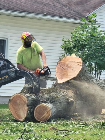 Cutting tree - Tree Removal in Syracuse, New York