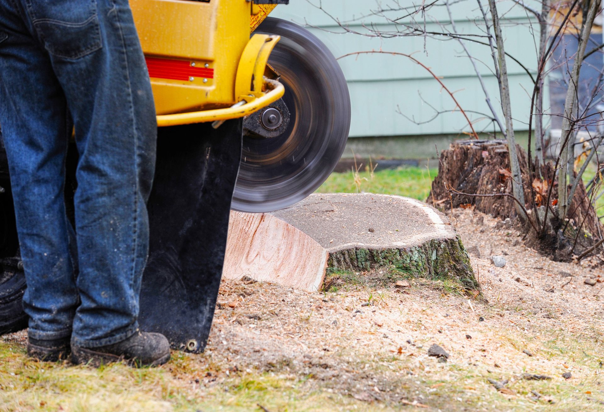 A close-up of a worker doing stump grinding for a residence.