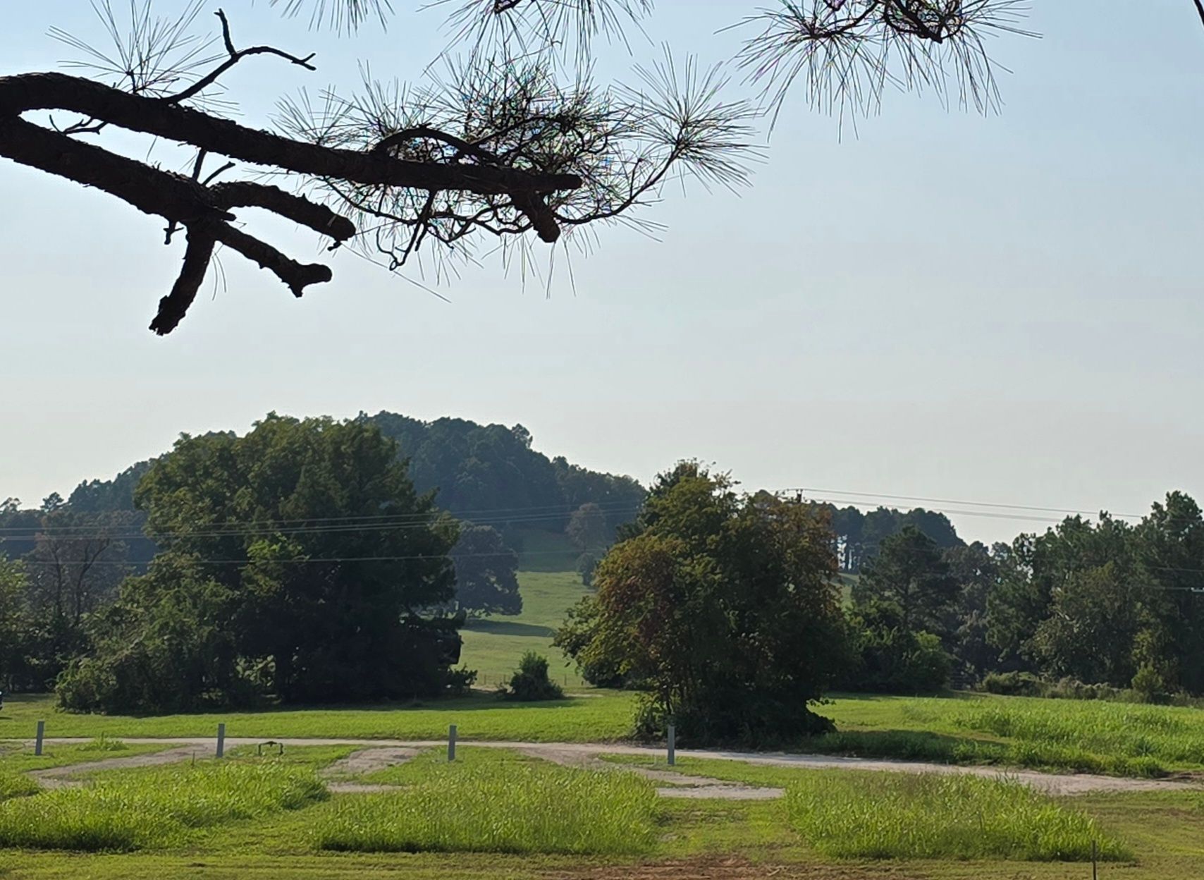 Green field with trees, a distant hill, and a blue sky. Overhanging tree branch in the upper left.