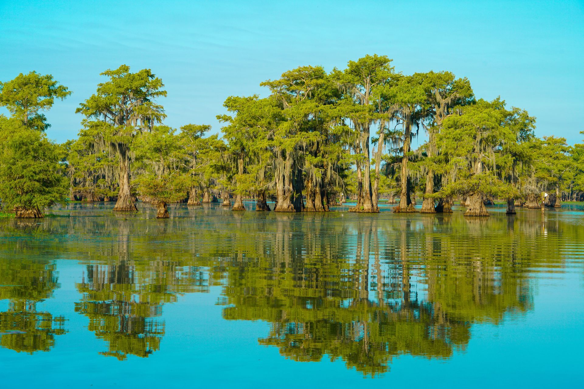 Trees with green foliage reflected in the blue water of a swamp.