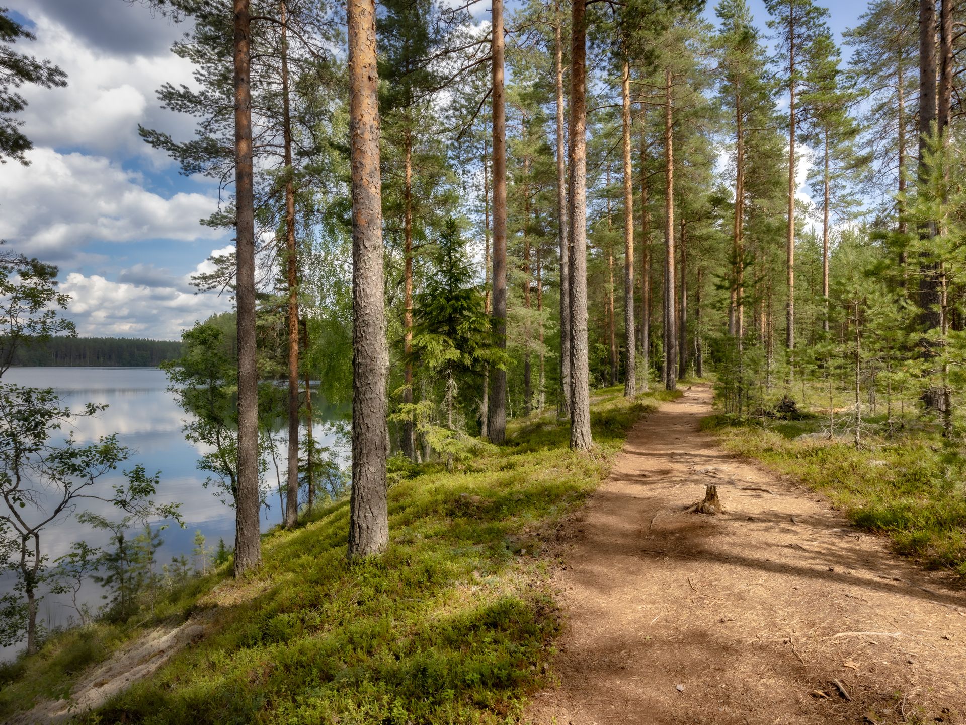 Forest path beside a lake, surrounded by tall trees and green foliage under a partly cloudy sky.
