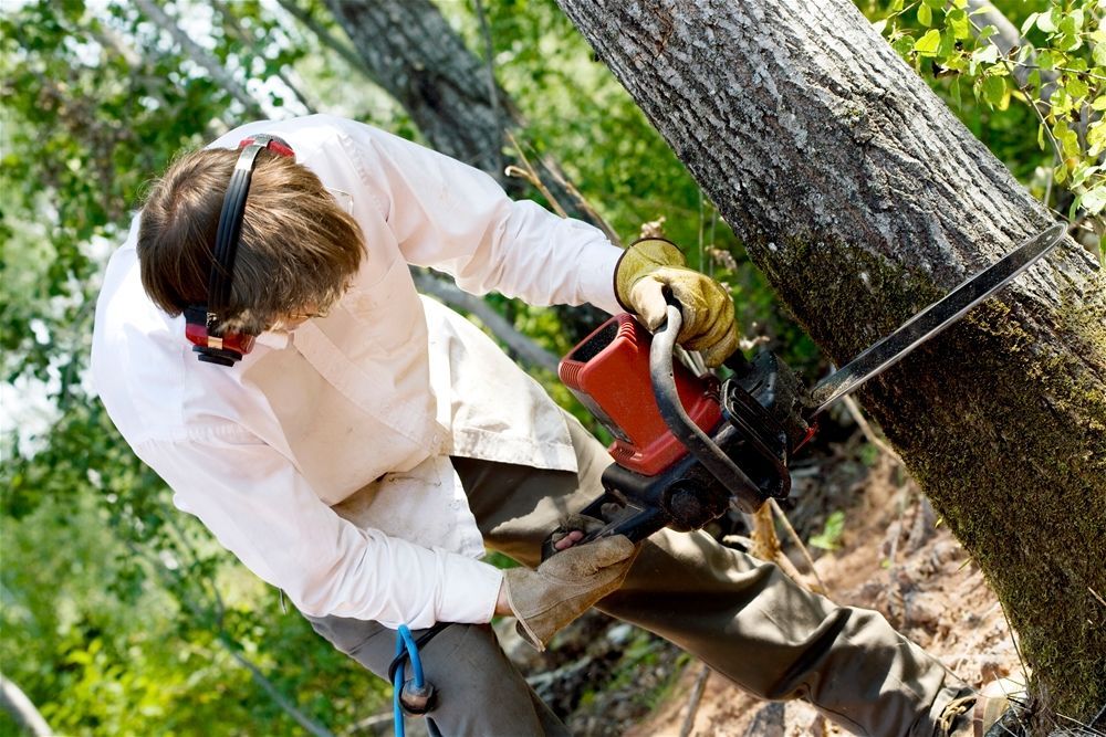 Man wearing safety gear uses a chainsaw on a tree branch.