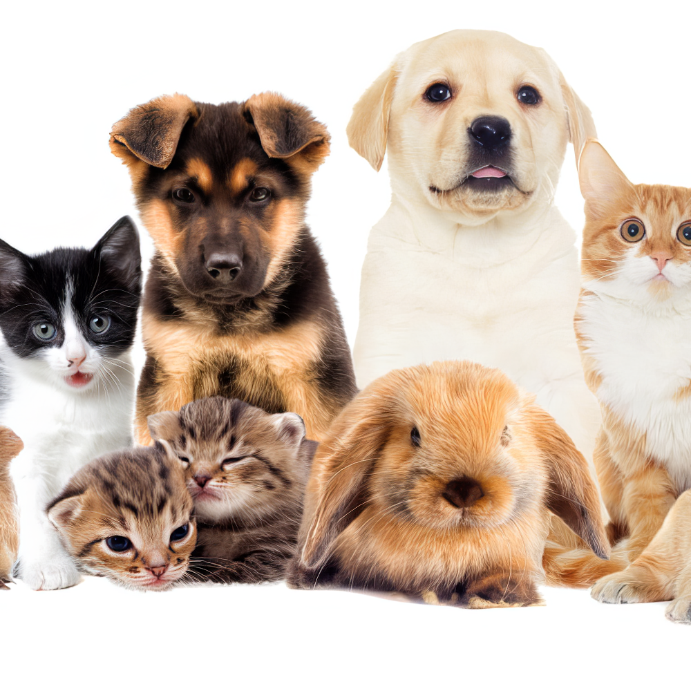 A group of pets all together featuring pet offers