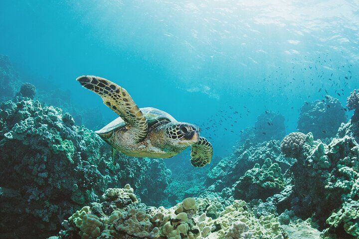 Turtle Snorkeling Adventure