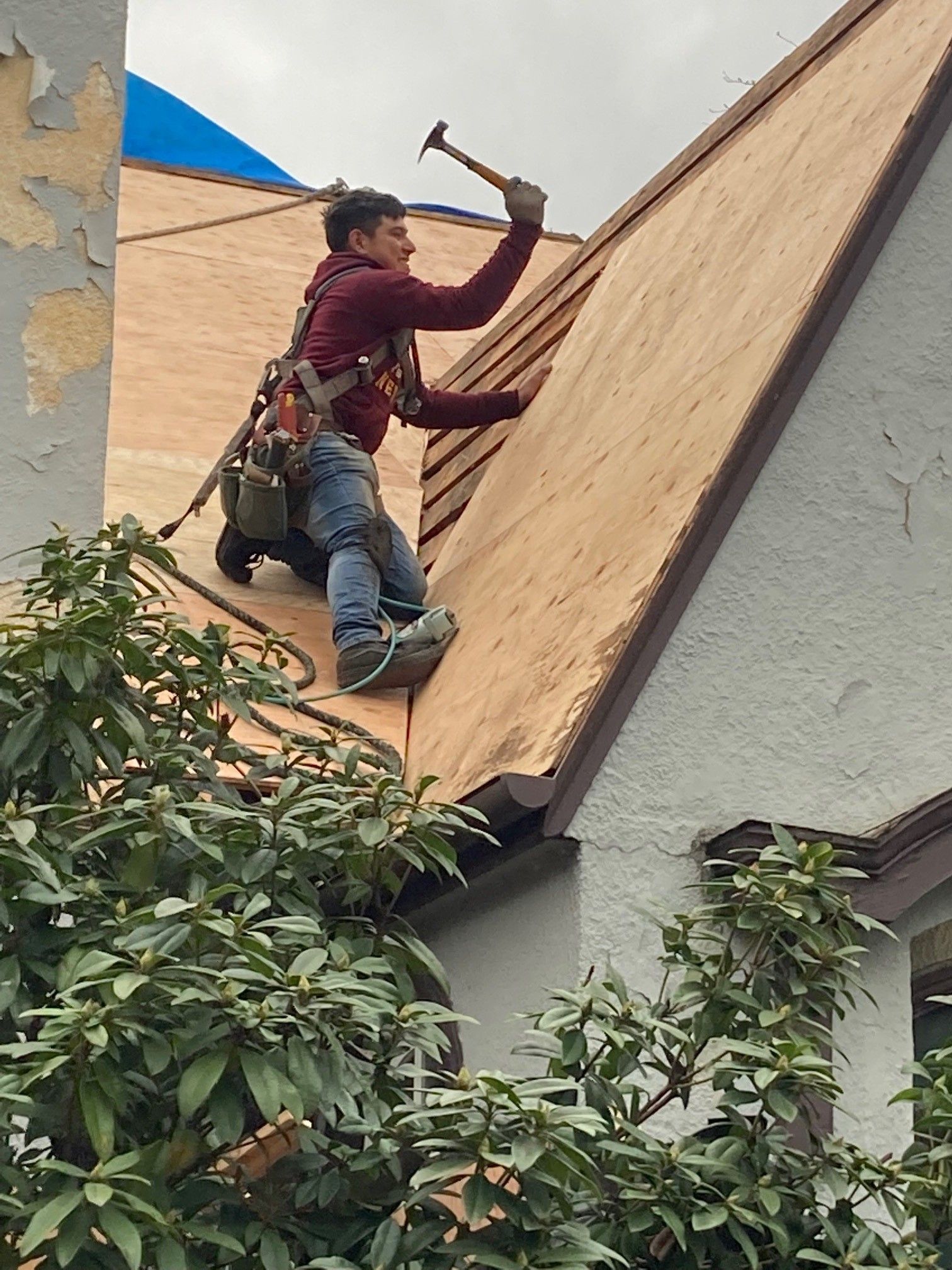 Construction worker on a roof hammers plywood. He wears a harness, jeans, and a red jacket, with green foliage in the foreground.