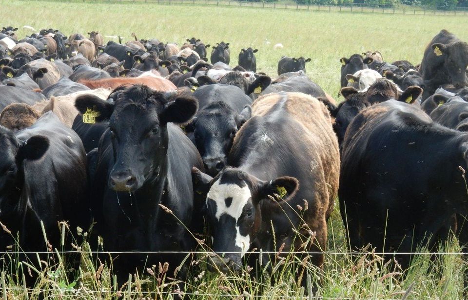 cattle-grazing