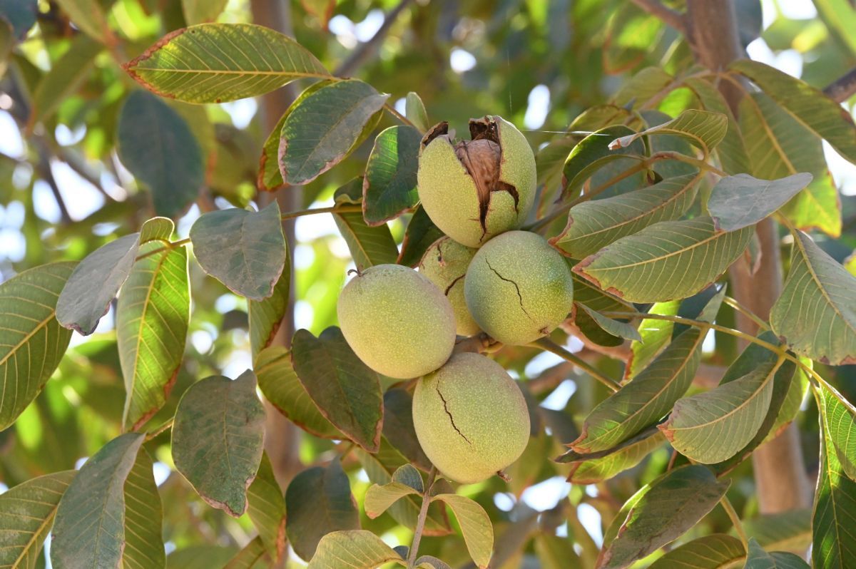 Image of walnuts growing on a tree