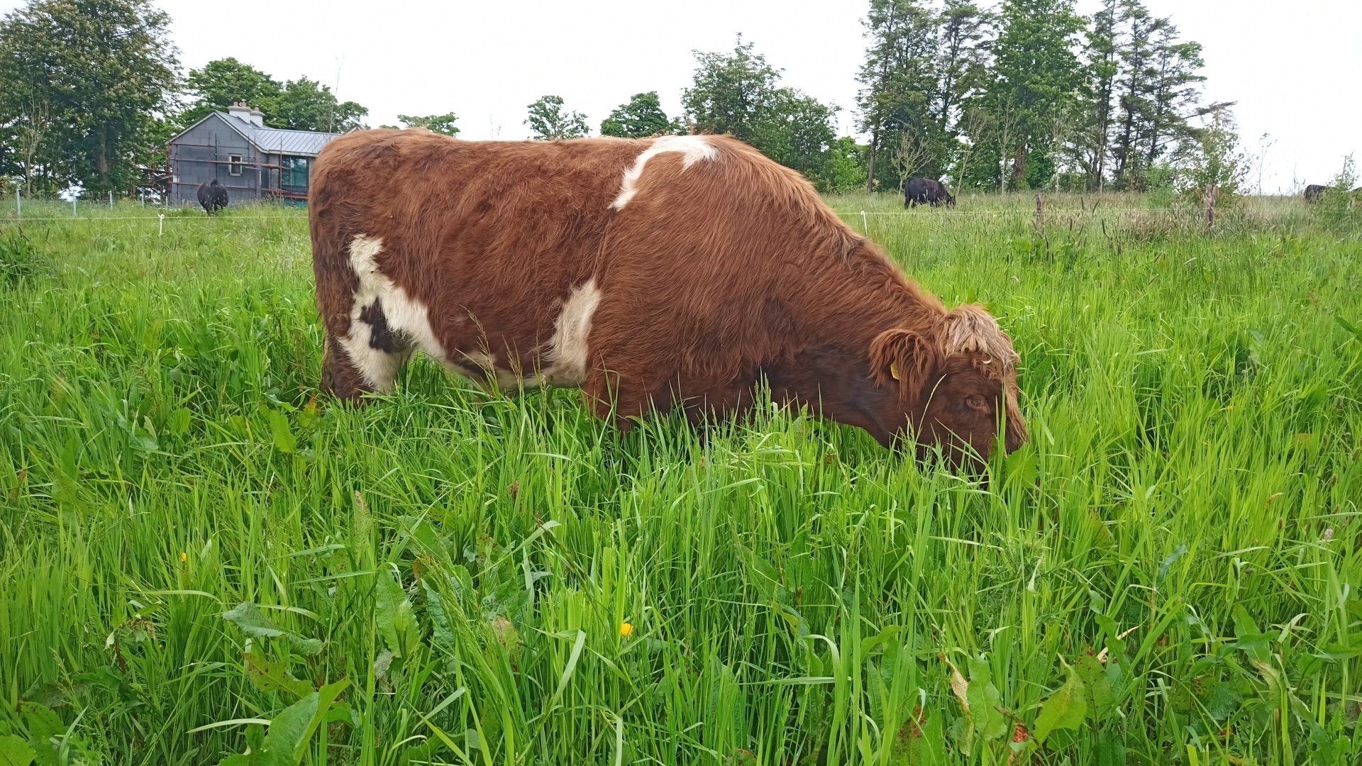 An image of livestock grazing in an area of wood pasture on Clive’s farm.