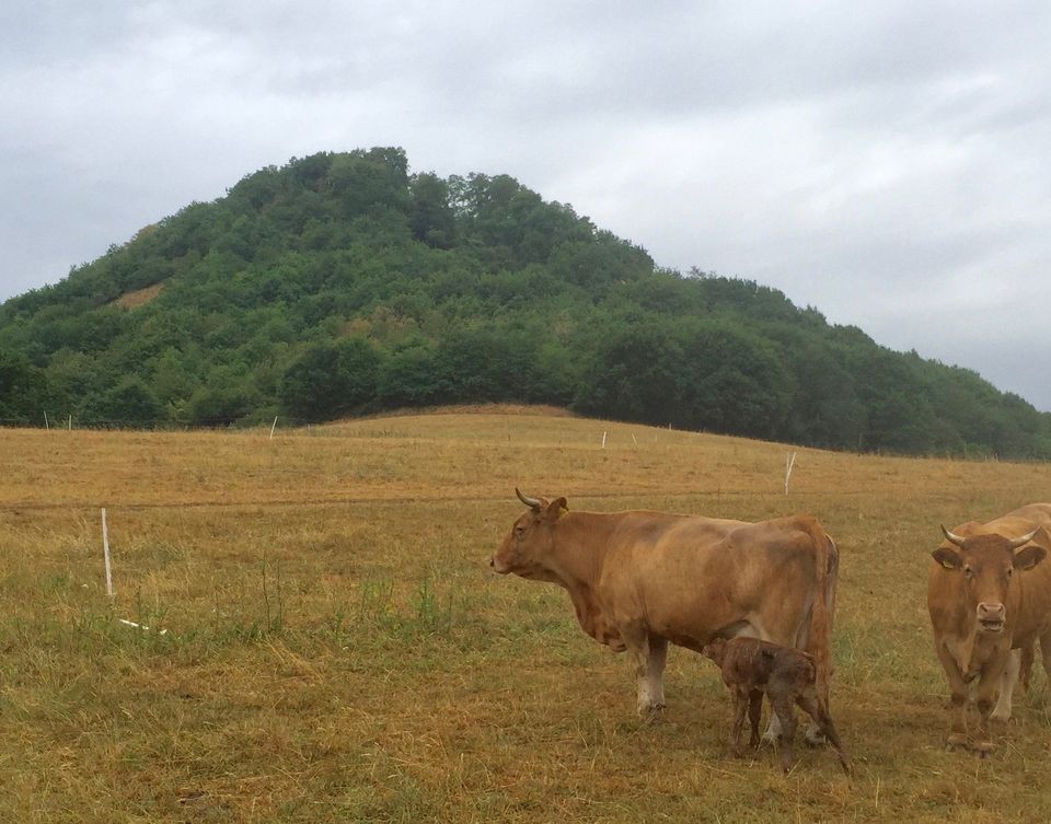 Two cows standing in a field of brown grass. You can see the same forest in the background as featured in the previous image.