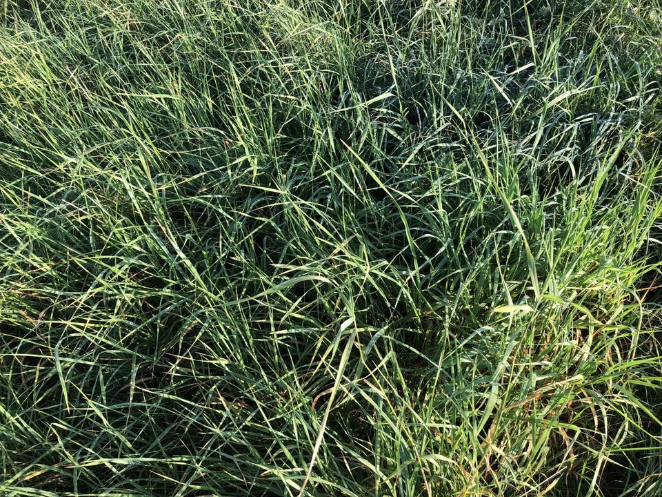 A photo of lush, green, dense grass.