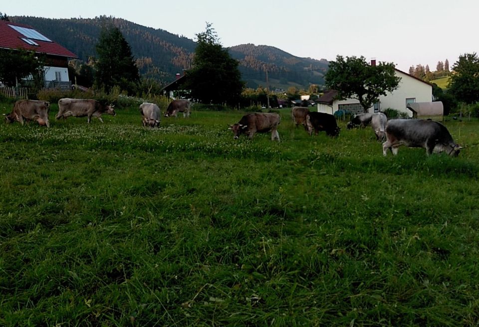 Photograph of grazing cows.