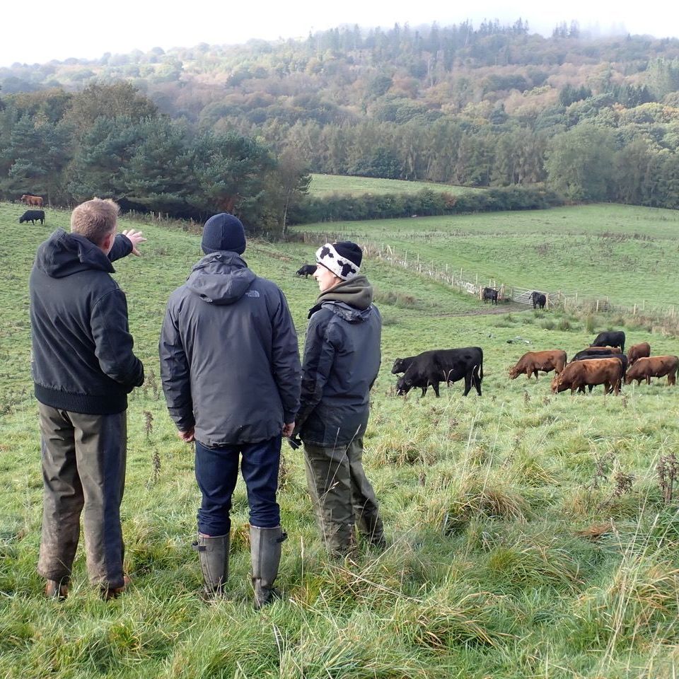 The team discusses positioning and the direction in which to move the cattle