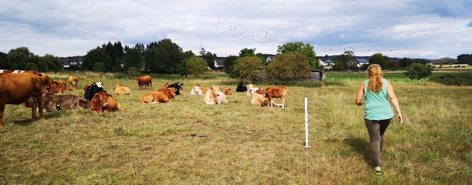 Photograph of farmer moving happy cattle to a new paddock