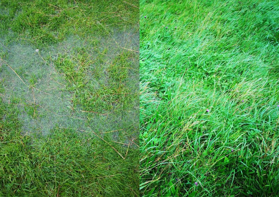 Image on the left shows a puddle in green grass. Image on the right shows lush, dense grass with no puddles.