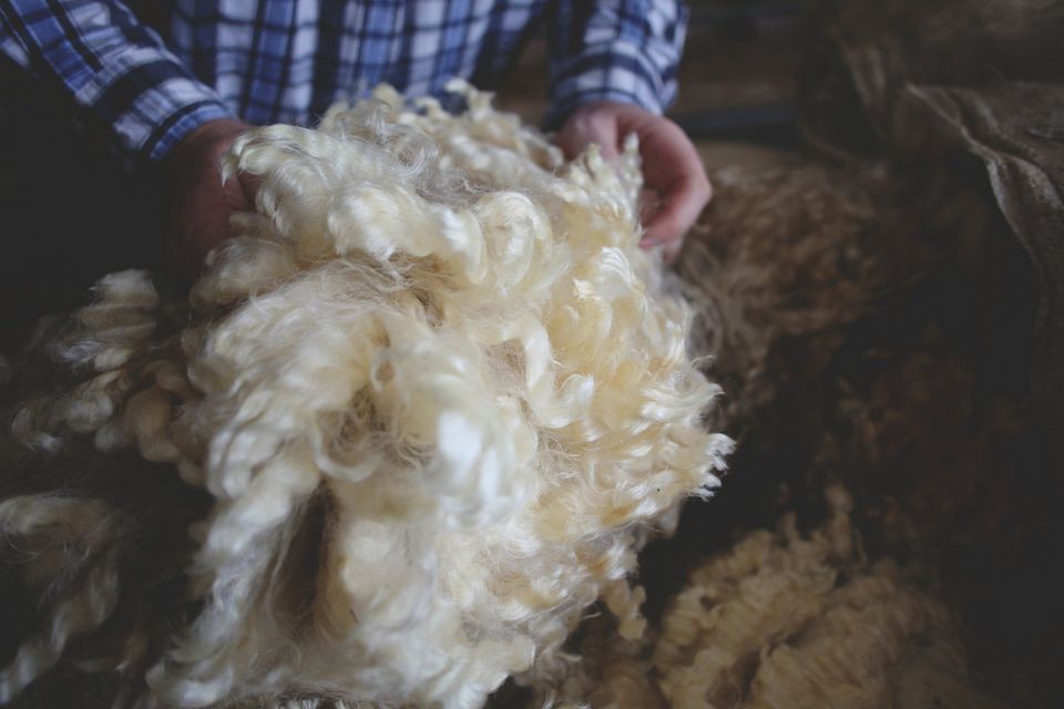 Handling a wool fleece