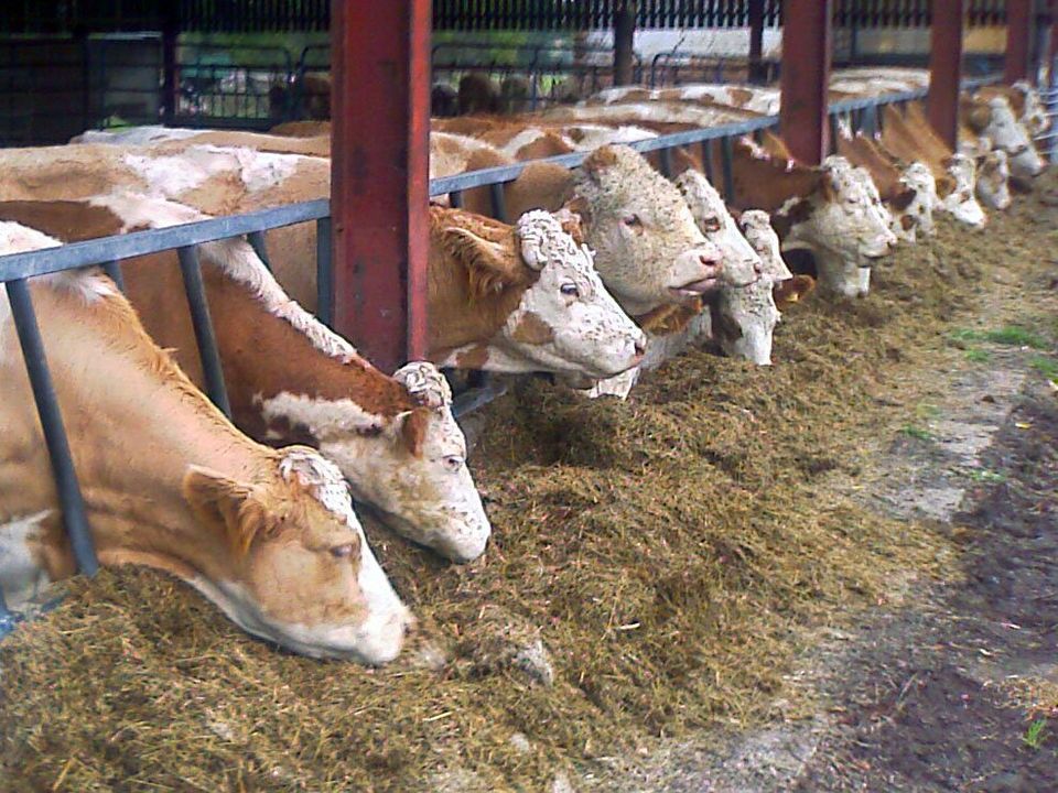 Photo of cattle eating forage in a shed.