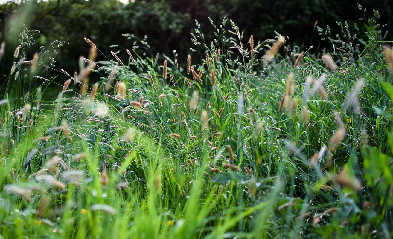 Image of lush dense grass after starting Holistic Management.