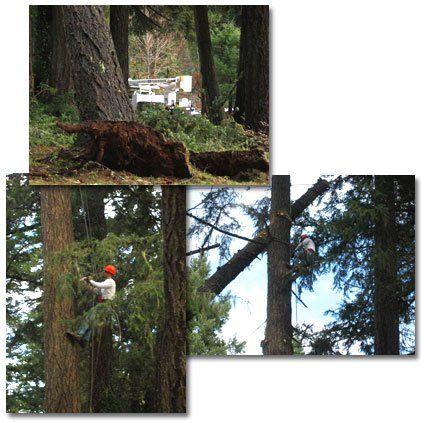 National Park Tree Service - Land Clearing & Leveling Contractors in Hood River, OR