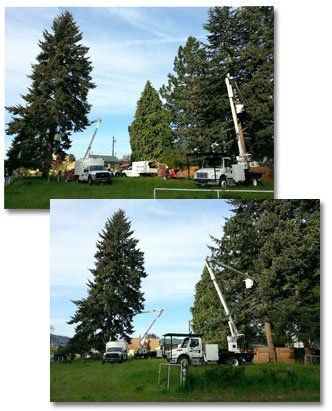 Before and After Trees 2 - Land Clearing & Leveling Contractors in Hood River, OR